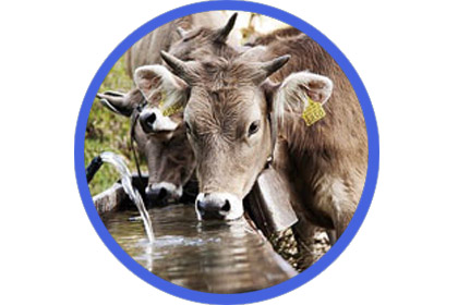 Cattle Drinking Water System