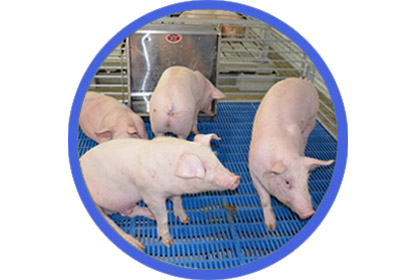 Plastic Slat Floor