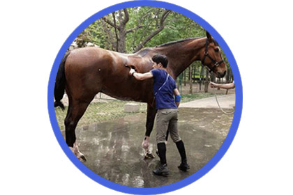 Horse Grooming