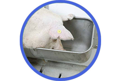 Feeding Trough