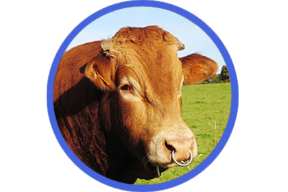 Cattle Instrument