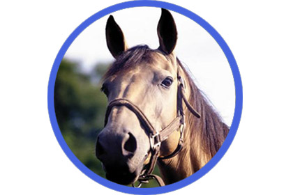 Horse Tack