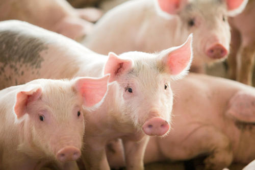 The coming limits to US and global pork production