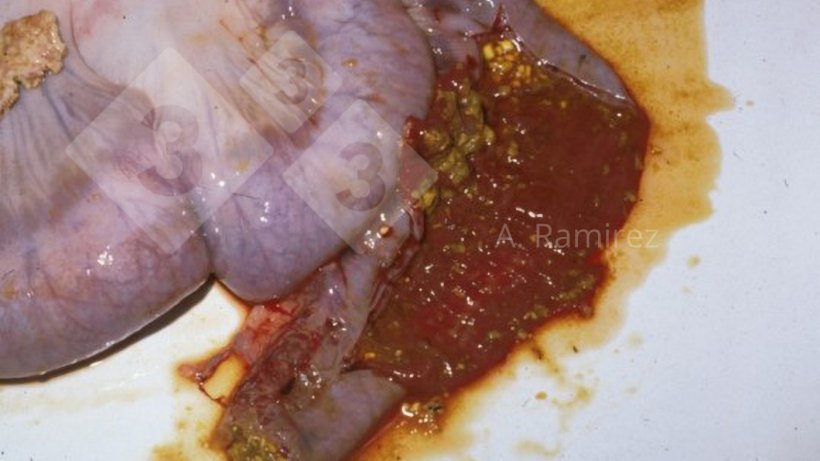 Laboratory diagnostics: Ileitis (Lawsonia intracel..